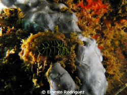 nudibranch canon g9 inons stobes by Ernesto Rodriguez 